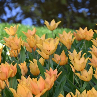Tulipa praestans 'Shogun'