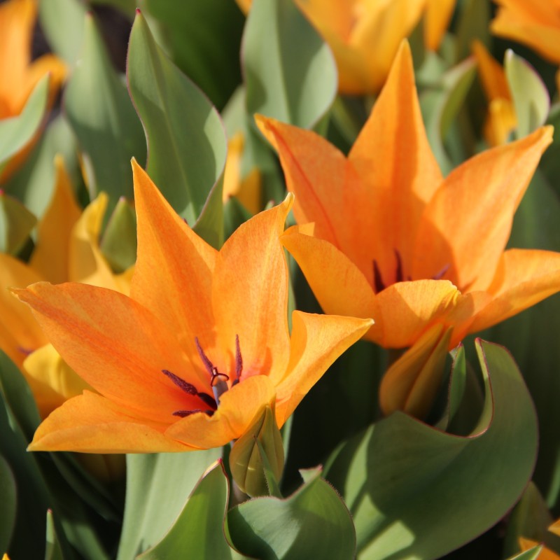Tulipa praestans 'Shogun'