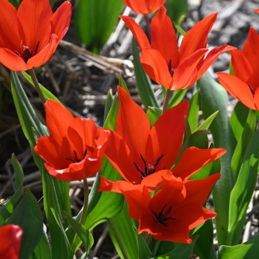 Tulipa praestans 'Zwanenburg Variety'