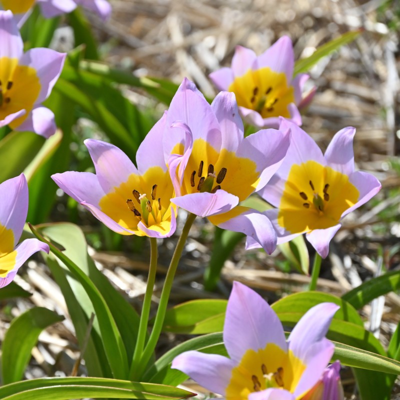 Tulipa saxatilis Tulipa saxatilis