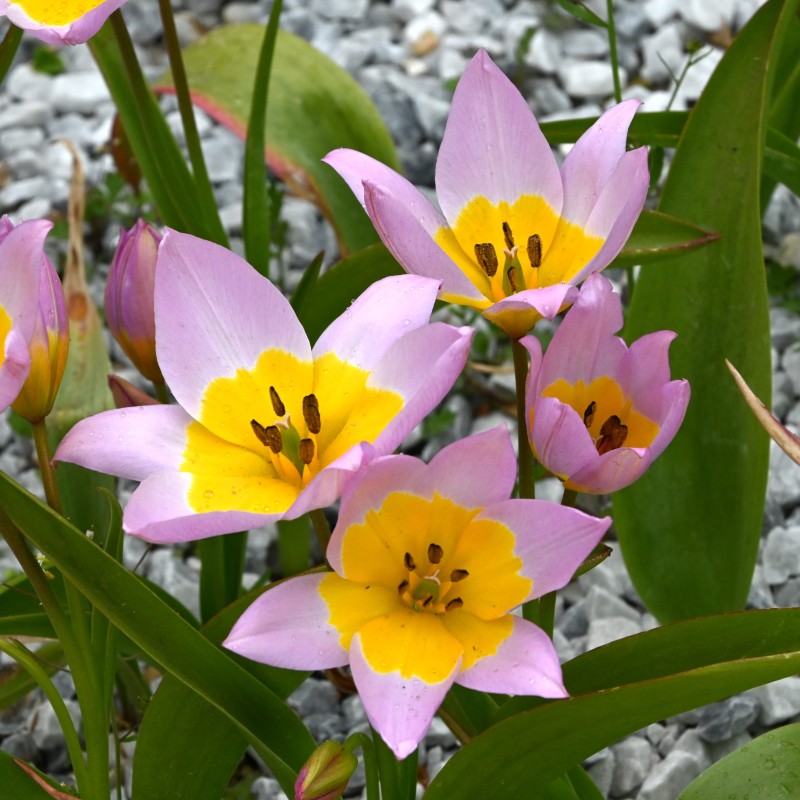 Tulipa saxatilis Tulipa saxatilis