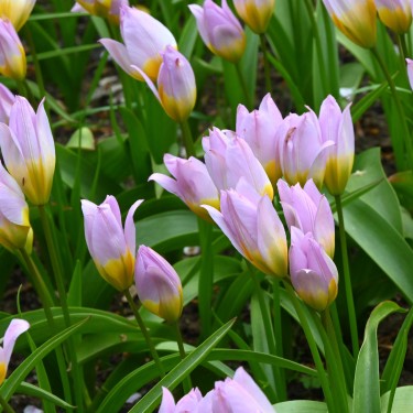 Tulipa saxatilis Tulipa saxatilis