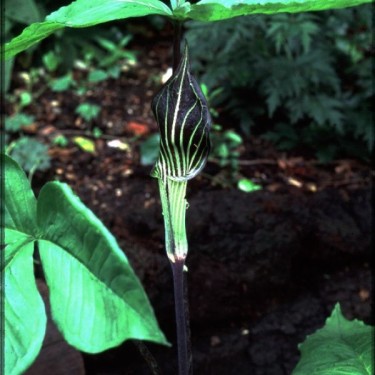 Arisaema triphyllum