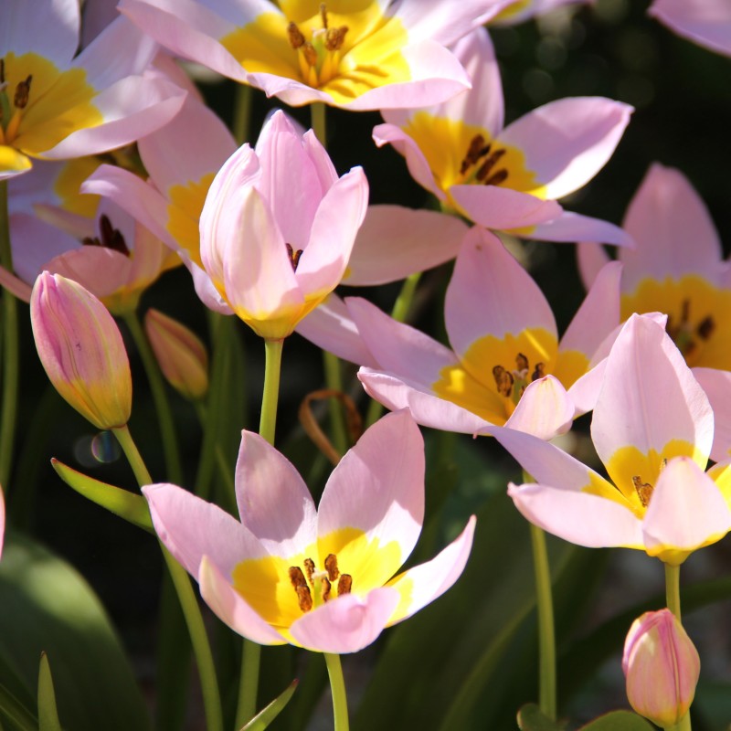 Tulipa saxatilis Tulipa saxatilis