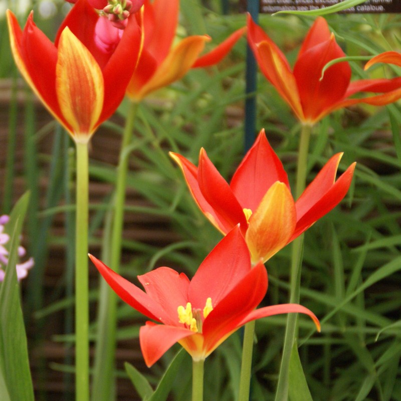 Tulipa sprengeri Tulipa sprengeri