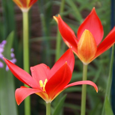 Tulipa sprengeri Tulipa sprengeri