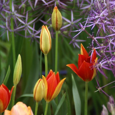 Tulipa sprengeri Tulipa sprengeri