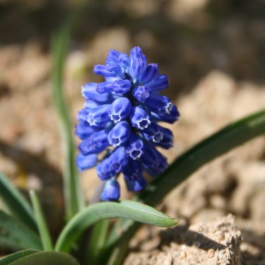 Muscari bourgaei