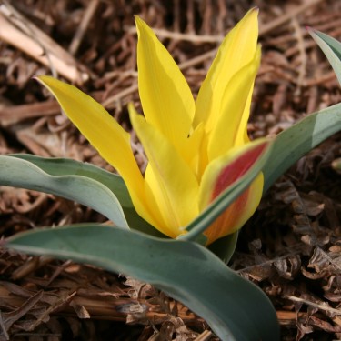 Tulipa dubia Tschimgan
