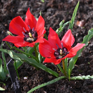 Tulipa stapfii Tulipa stapfii