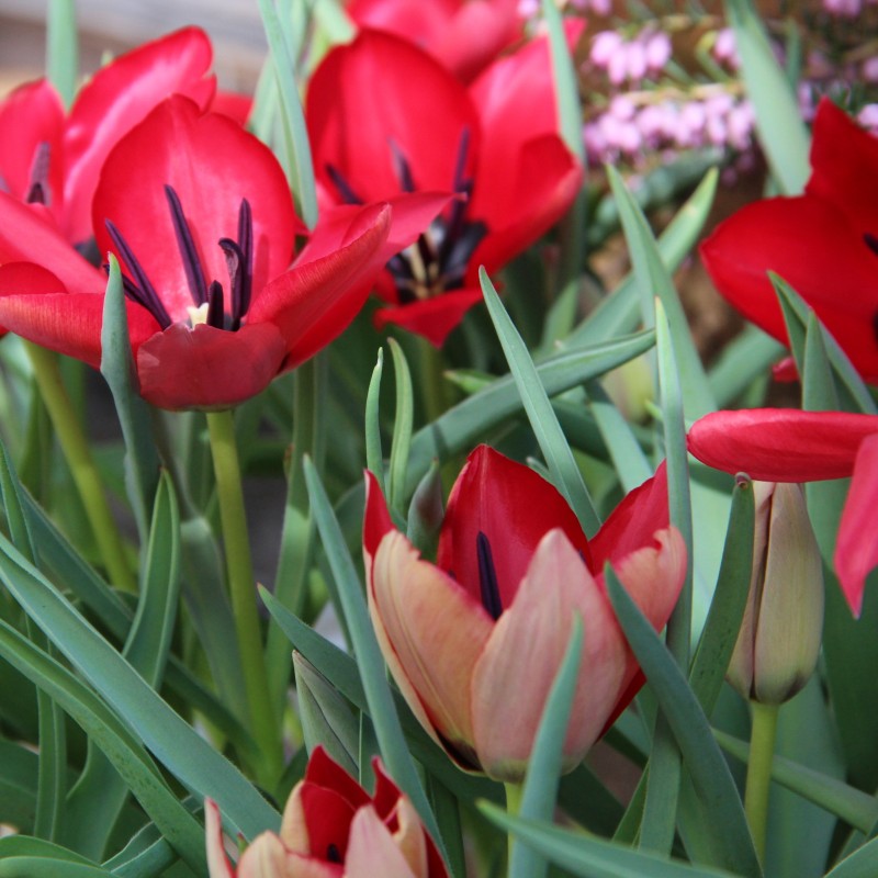 Tulipa stapfii Tulipa stapfii