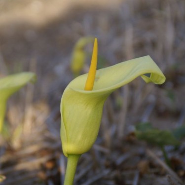 Arum creticum FCC-form