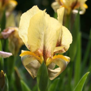 Iris reichenbachii