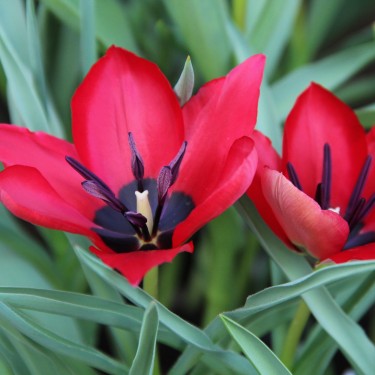 Tulipa stapfii Tulipa stapfii