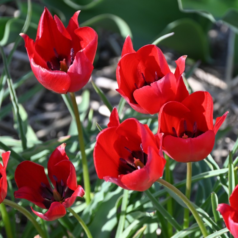 Tulipa stapfii Tulipa stapfii