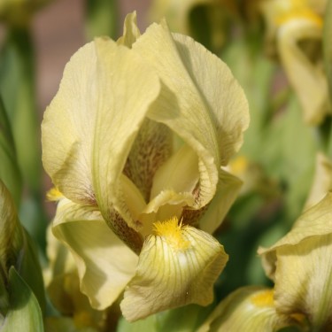 Iris attica