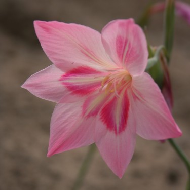 Gladiolus carmineus