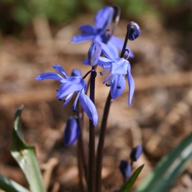 Scilla (Othocallis) caucasica Zangezur (sterile)
