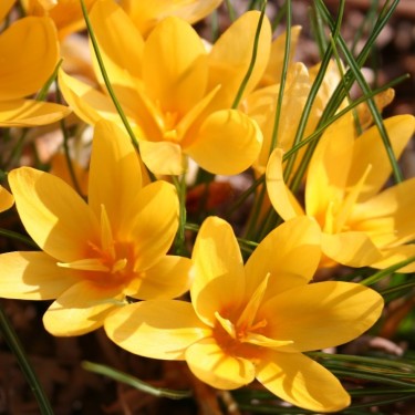 Crocus antalyensoides yellow forms
