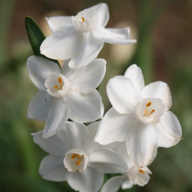 Narcissus papyraceus 'Elite'
