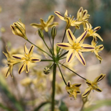 Triteleia hendersonii
