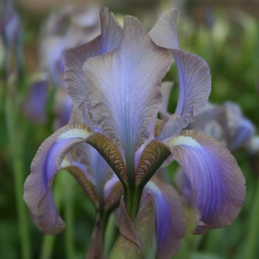 Iris stolonifera 'Augustus'
