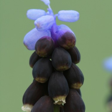 Muscari pulchellum subsp. pulchellum