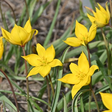 Tulipa sylvestris