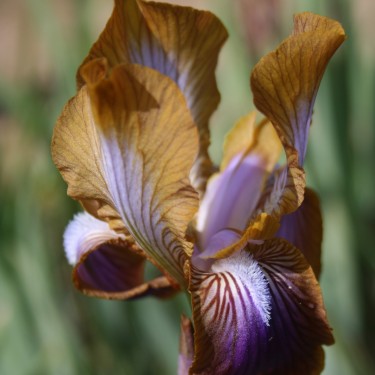 Iris stolonifera 'Caligula' (Q form)
