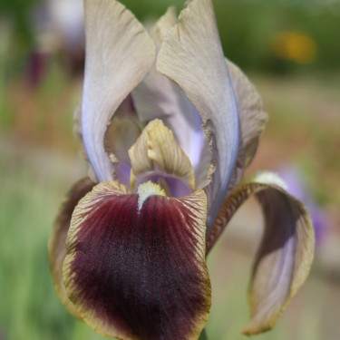 Iris hoogiana 'Amphion'