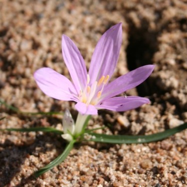 Colchicum parlatoris
