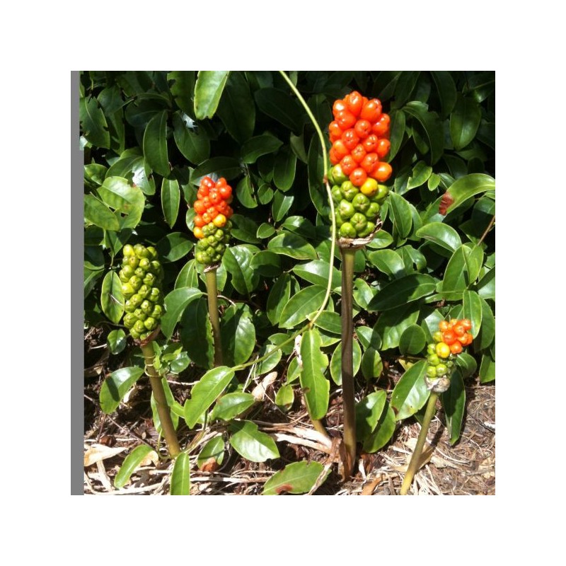 Arum italicum Arum italicum