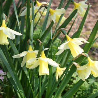 Narcissus pseudonarcissus X triandrus
