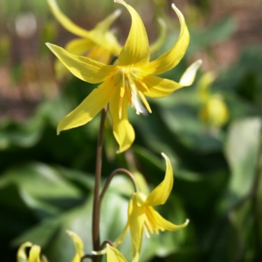 Erythronium 'Jeannine'