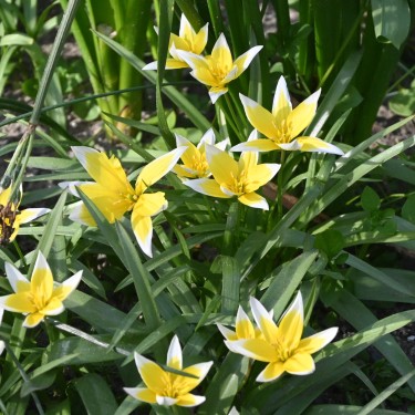 Tulipa tarda Tulipa tarda