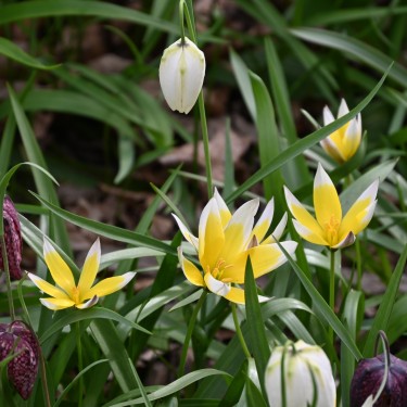 Tulipa tarda Tulipa tarda