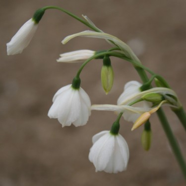 Acis ionica