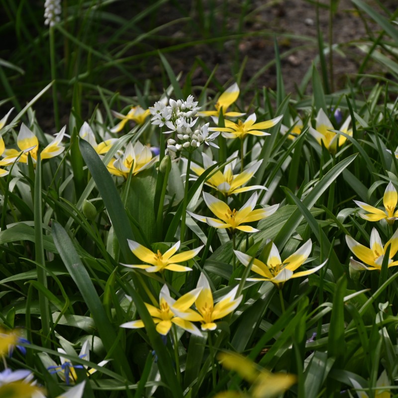 Tulipa tarda Tulipa tarda