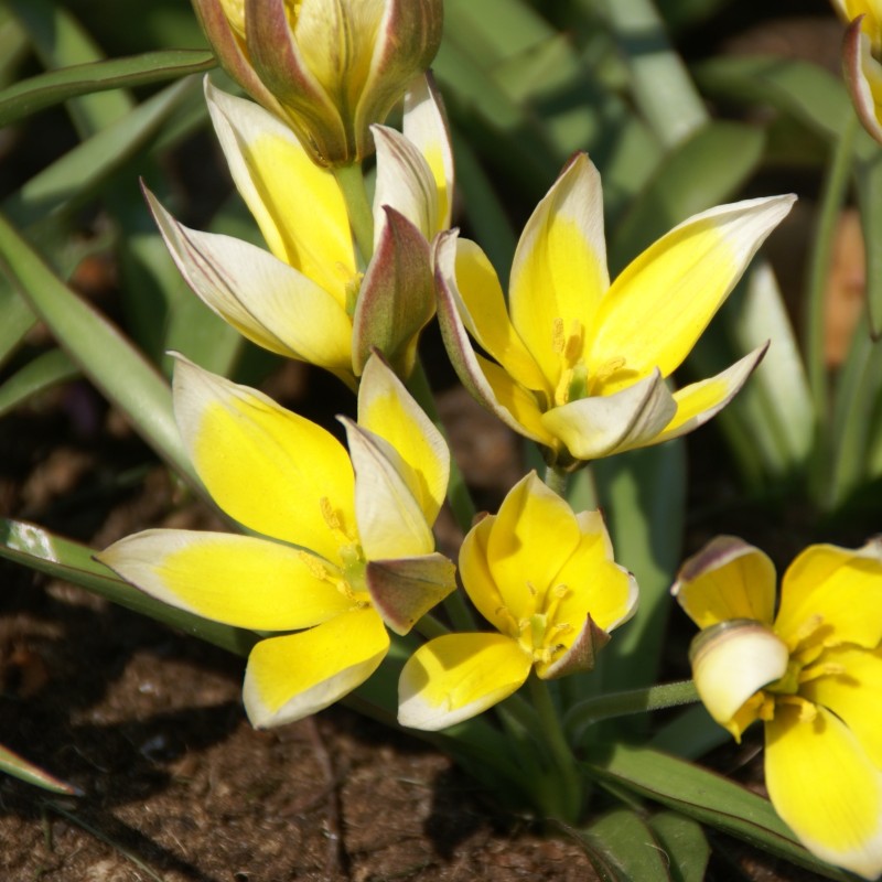 Tulipa tarda Tulipa tarda