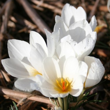 Crocus hadriaticus 'Annabelle' 
