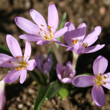 Colchicum cupanii