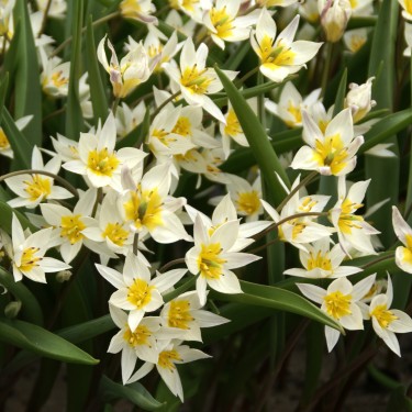 Tulipa turkestanica