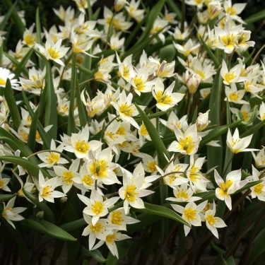 Tulipa turkestanica Tulipa turkestanica