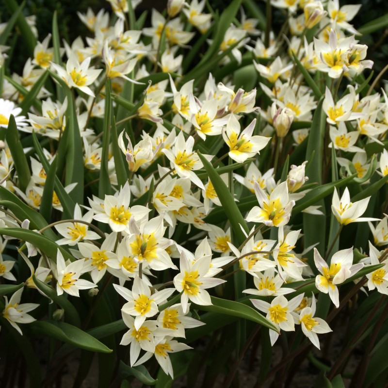 Tulipa turkestanica Tulipa turkestanica