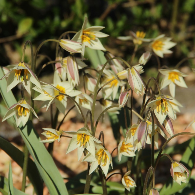 Tulipa turkestanica Tulipa turkestanica