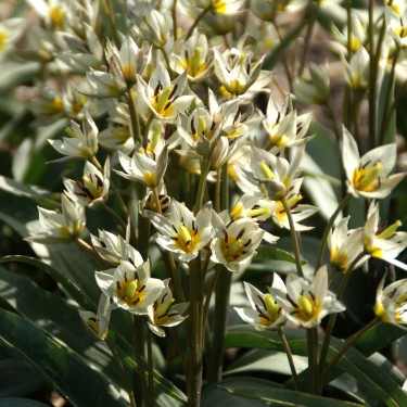 Tulipa turkestanica Tulipa turkestanica