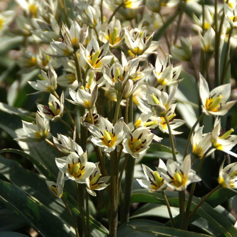 Tulipa turkestanica Tulipa turkestanica