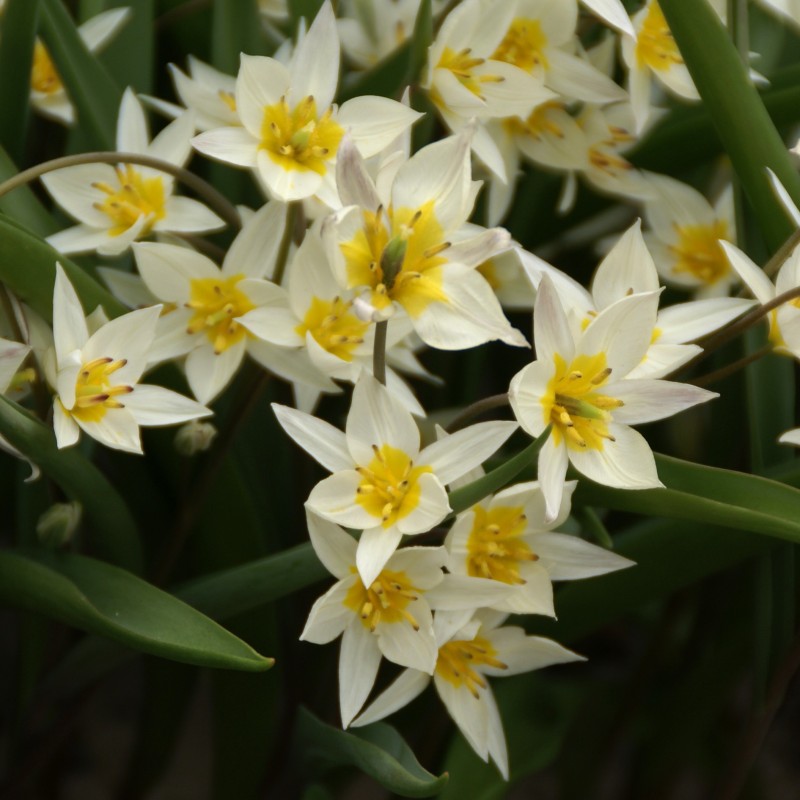 Tulipa turkestanica Tulipa turkestanica