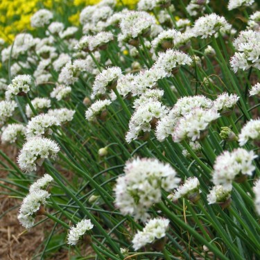 Allium howellii var. clockeyi