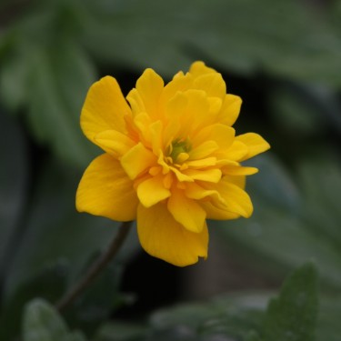 Anemone ranunculoides 'Piisa'